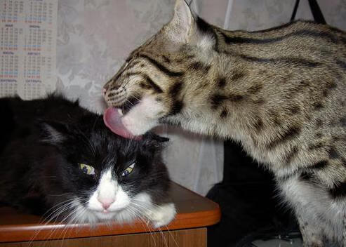 今年助攻王：哪些传球瞬间让人叹为观止？，篮球传球助攻